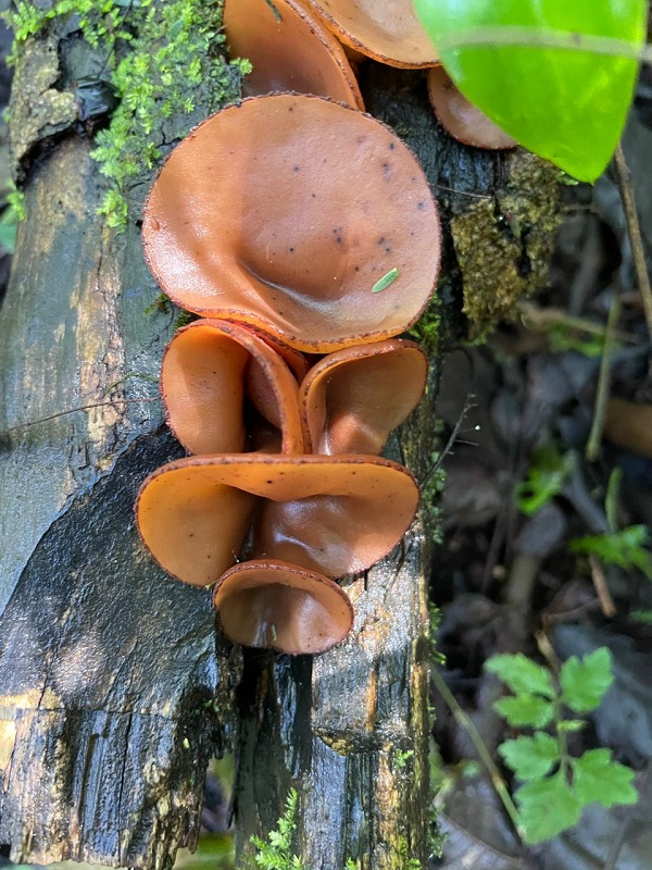 The valuable natural treasure protected by El Morado.